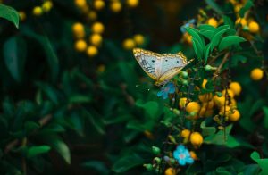 Photo Model 6 300x196 1